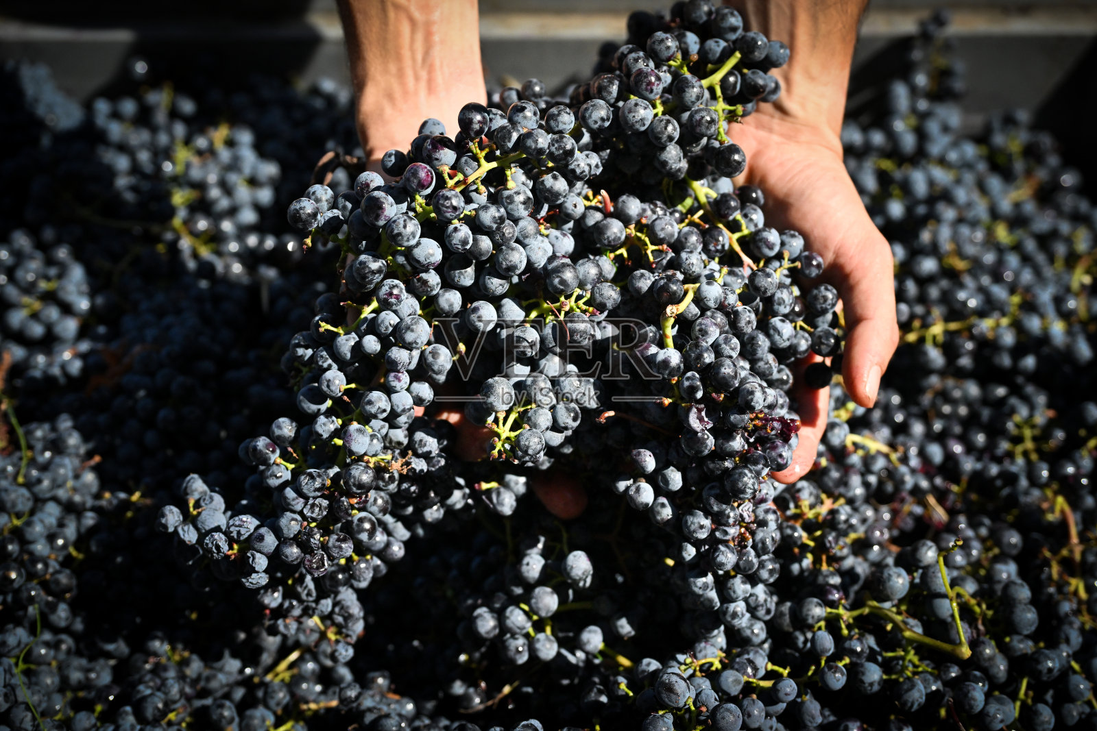 意大利托斯卡纳的博尔盖里赤霞珠葡萄和葡萄园，出产超级托斯卡纳的萨西凯亚和奥奈亚葡萄酒照片摄影图片