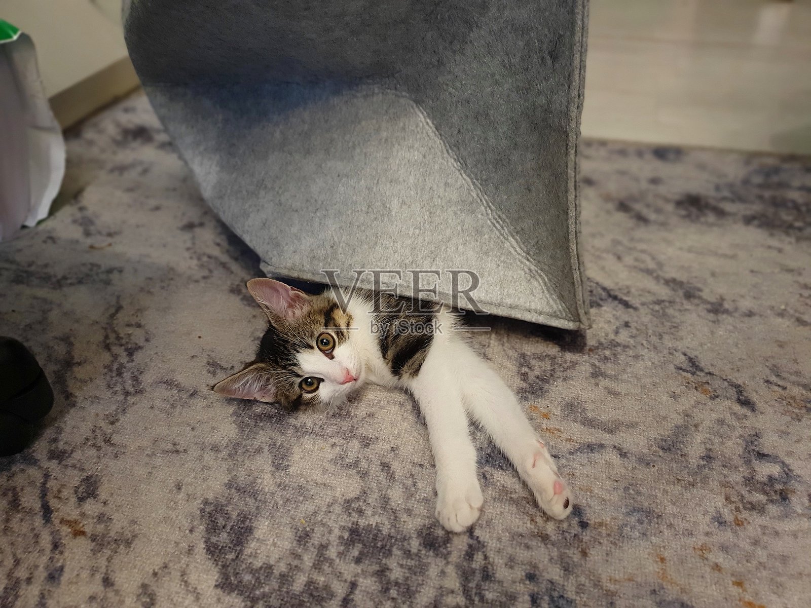 小猫在房子里睡觉照片摄影图片