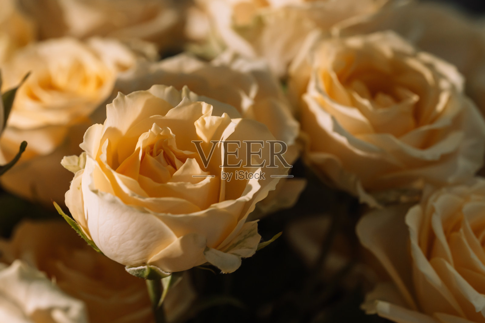 柔和奶油色玫瑰花与温馨散景照片摄影图片