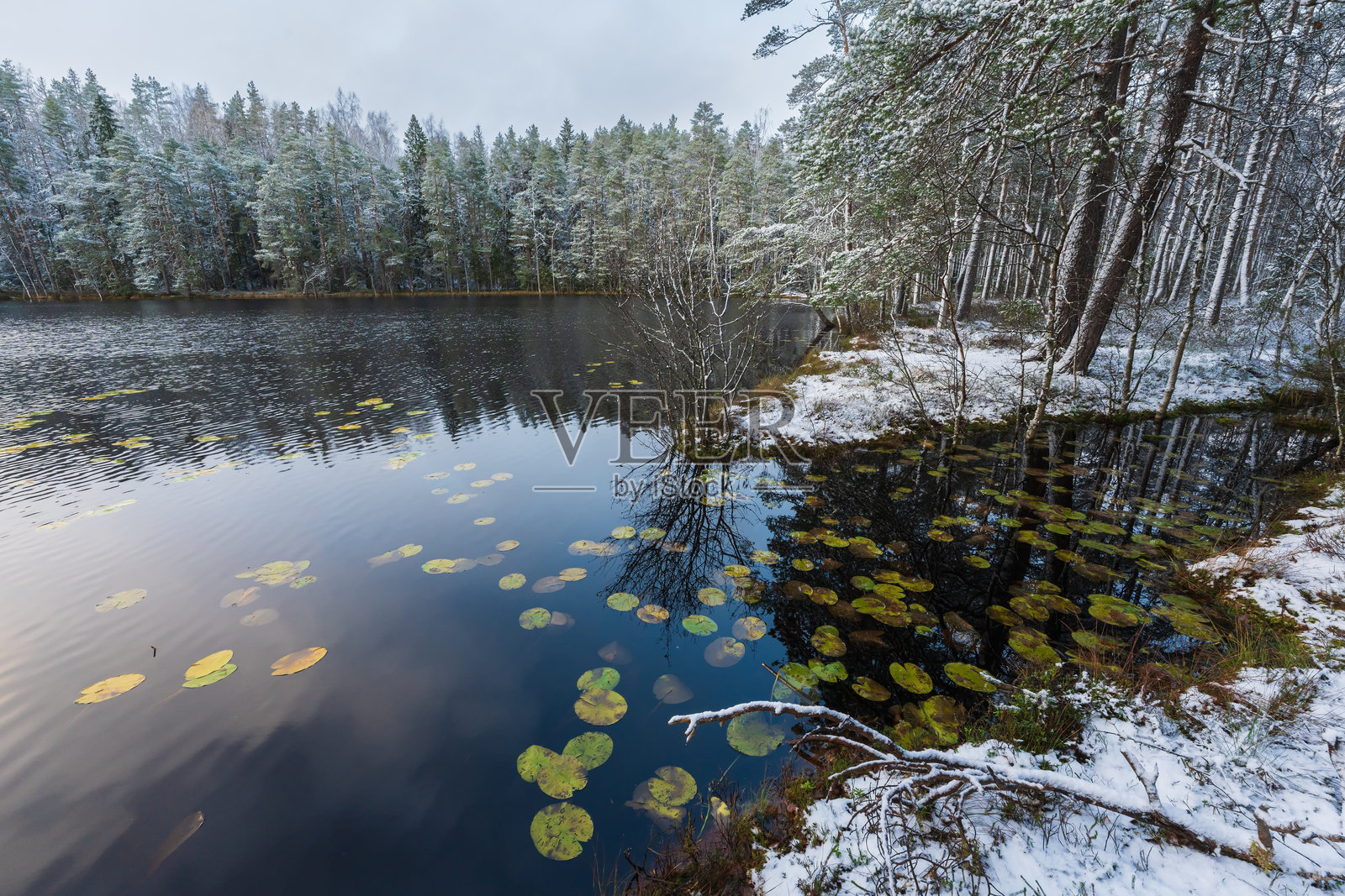 爱沙尼亚苏尔·卡克耶尔维湖宁静的冬季景色，湖中有睡莲，岸边是白雪覆盖的森林。照片摄影图片