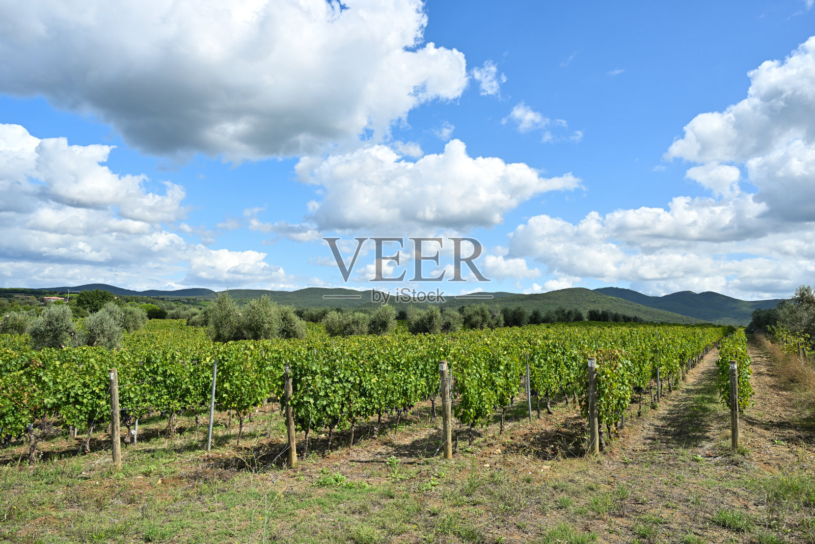 托斯卡纳的博尔盖里赤霞珠葡萄和葡萄园，用于酿造超级托斯卡纳的索拉亚和奥纳亚葡萄酒照片摄影图片