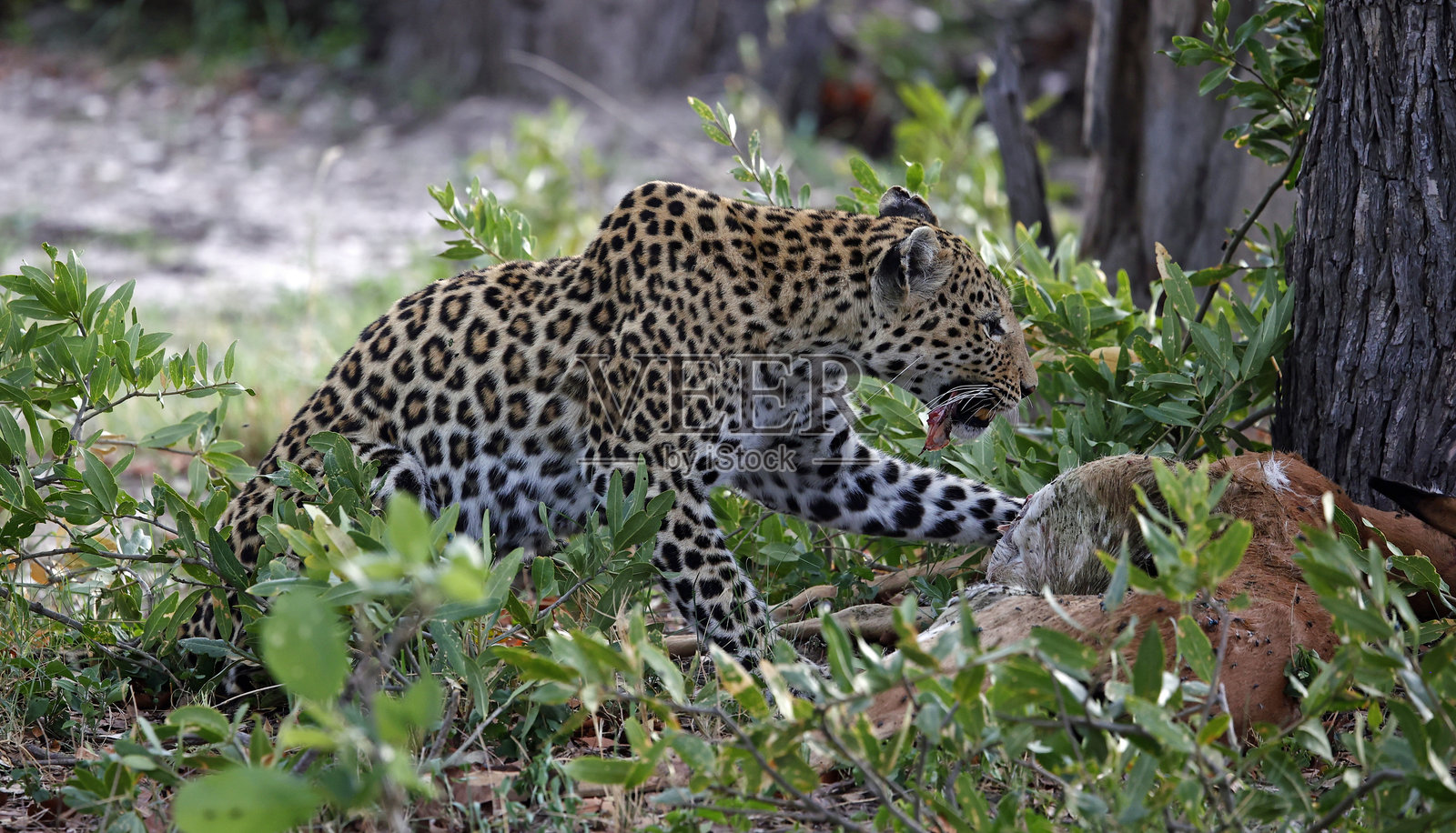 雌性豹子在博茨瓦纳享用它的猎物照片摄影图片