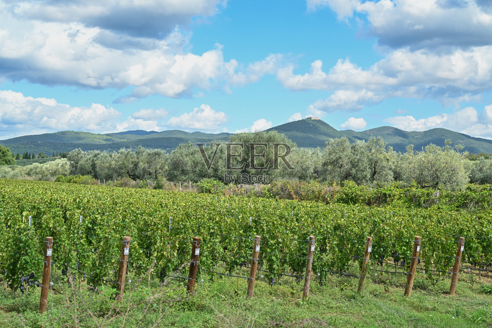 意大利托斯卡纳地区的博尔盖里赤霞珠葡萄和葡萄园，用于酿造超级托斯卡纳葡萄酒（如西施佳酿和奥纳亚）照片摄影图片