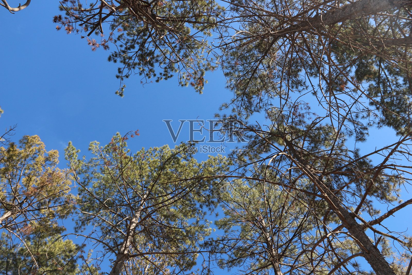 安纳托利亚克尔谢希尔省松林中的秋景与秋日阳光照片摄影图片