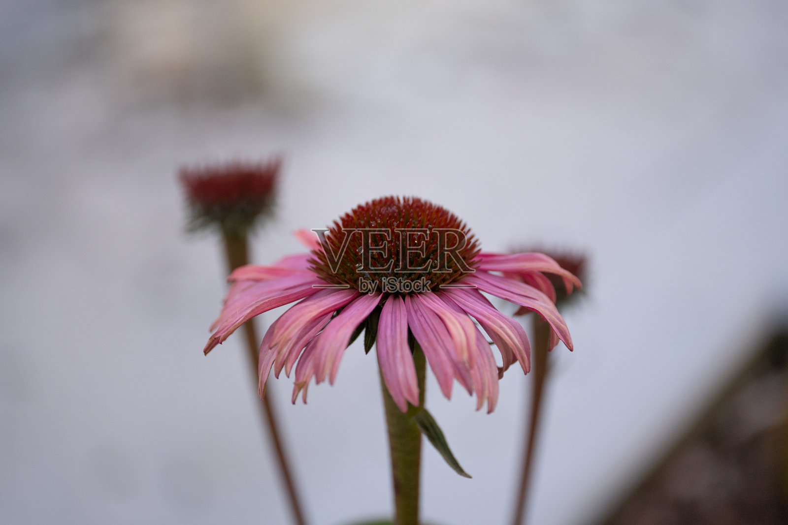 柔和自然光下的粉色紫锥菊特写照片摄影图片