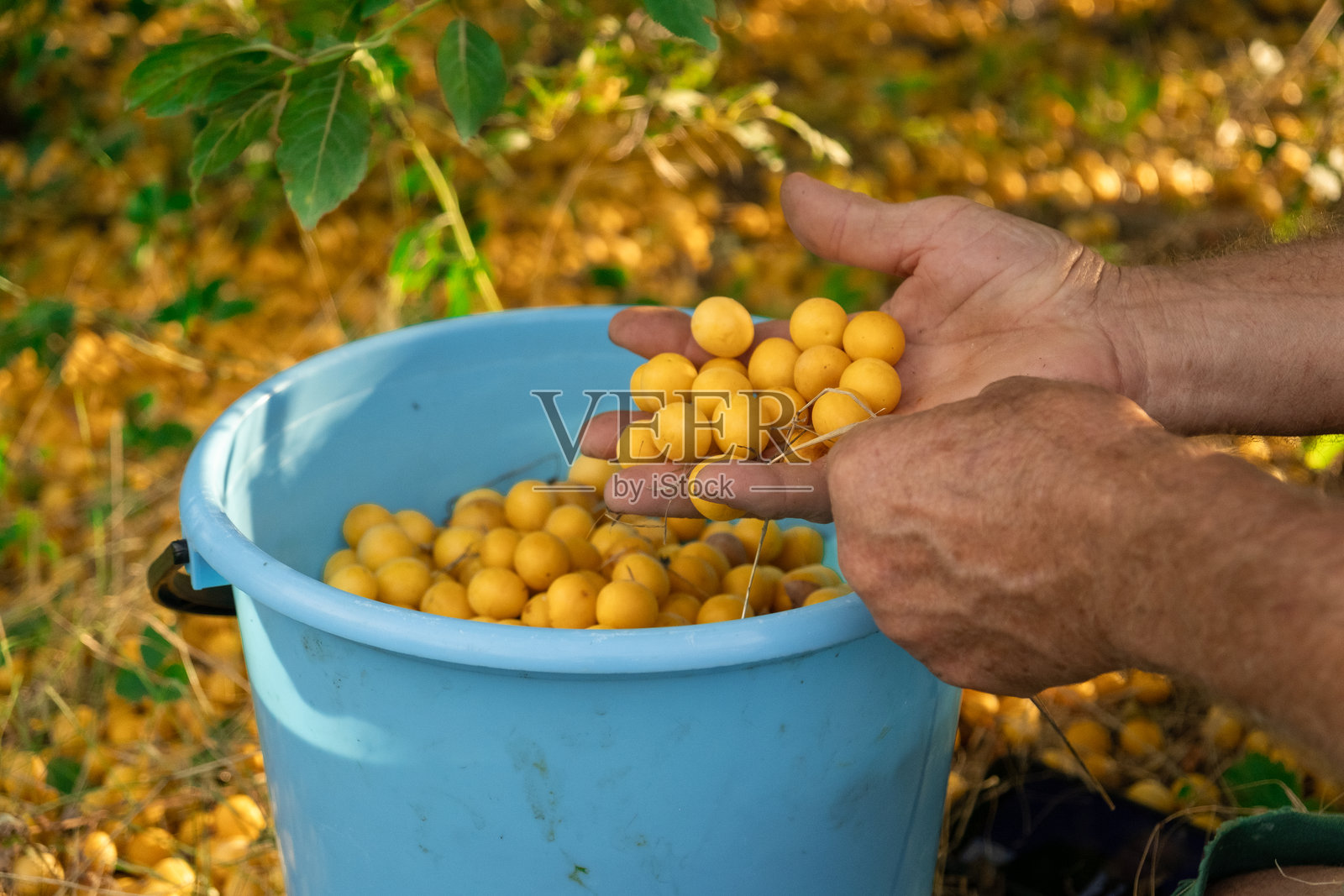 双手捧着刚采摘的黄李子，上方是一个装满李子的蓝色桶照片摄影图片