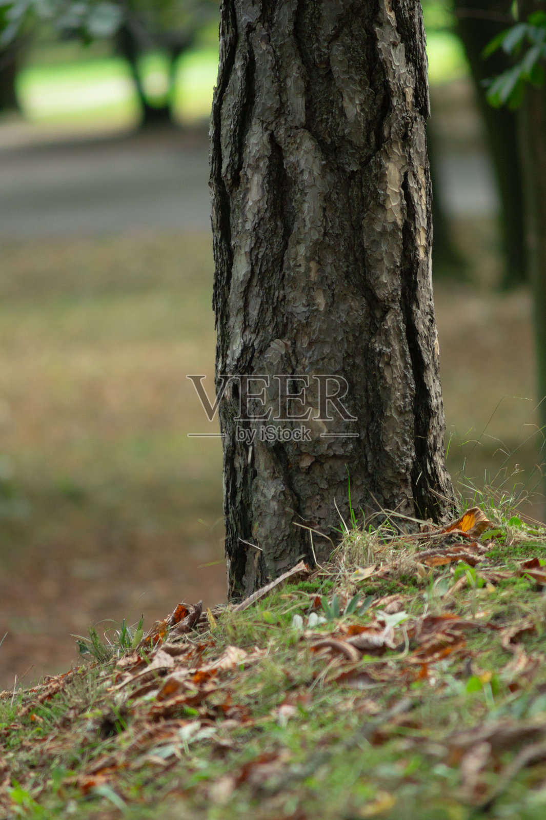 秋日森林自然风光。落叶与树干。照片摄影图片