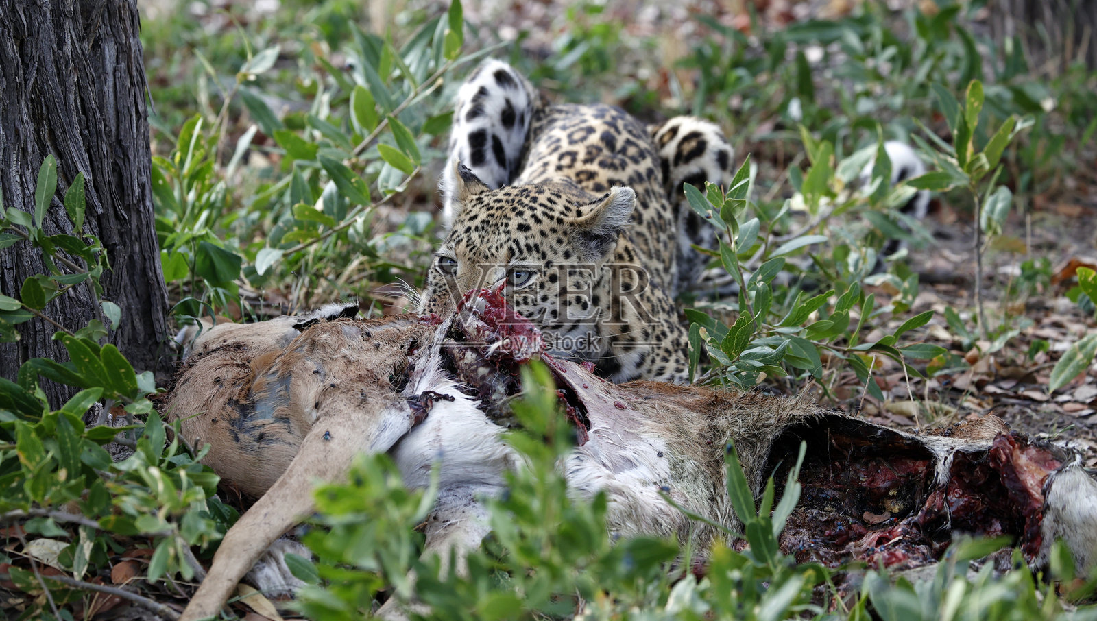 一只雌性豹子在博茨瓦纳捕食猎物照片摄影图片