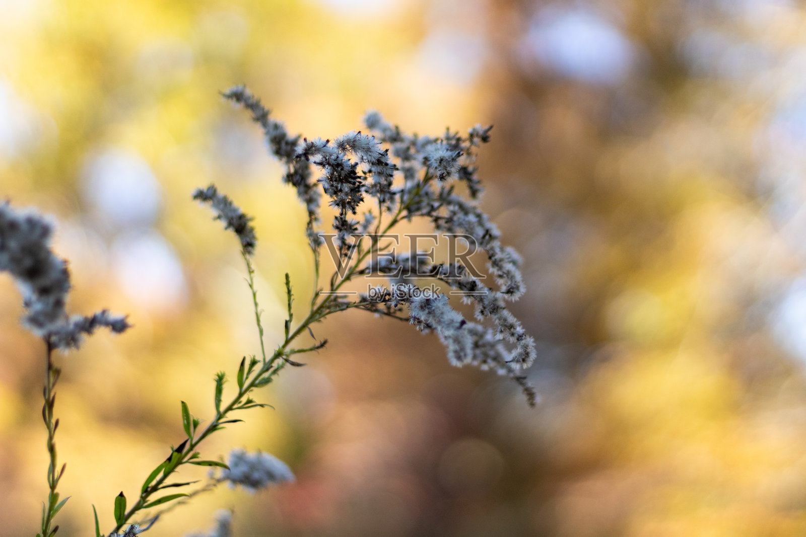 柔和的植物特写，背景为秋季散景照片摄影图片