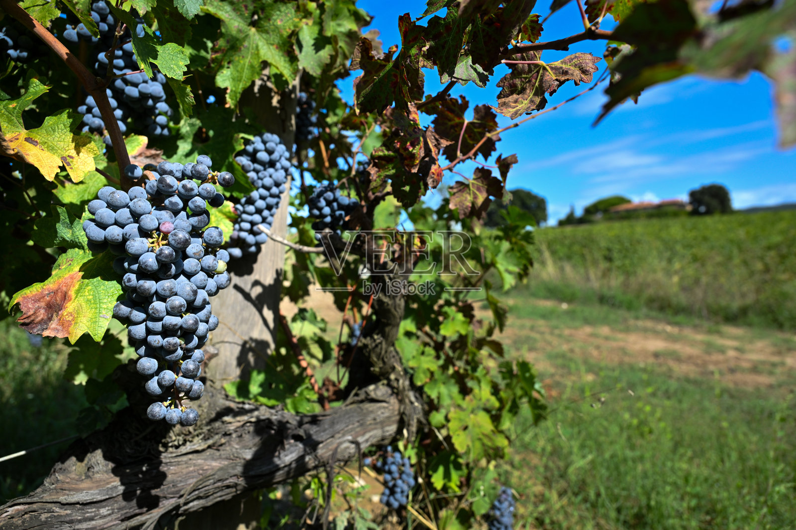 意大利托斯卡纳产区酿造超级托斯卡纳（Supertuscan）葡萄酒的萨西凯亚（Sassicaia）和奥尔内莱亚（Ornellaia）酒庄的赤霞珠（Cabernet Sauvignon）葡萄及葡萄园照片摄影图片