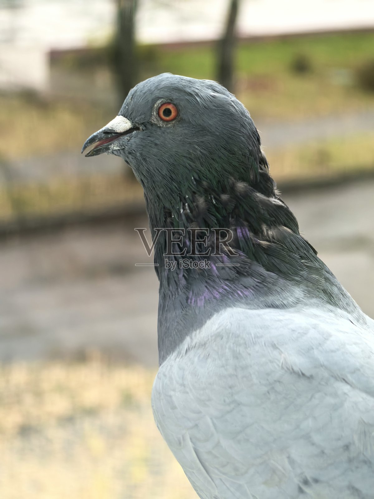 窗户上的鸽子，鸽子在看清洁工，清洁工穿着橙色制服，窗外，落叶清理，鸽子特写，窗户上的鸟，窗外有趣的景象，清洁工在工作，工人穿着橙色制服，橙色制服照片摄影图片