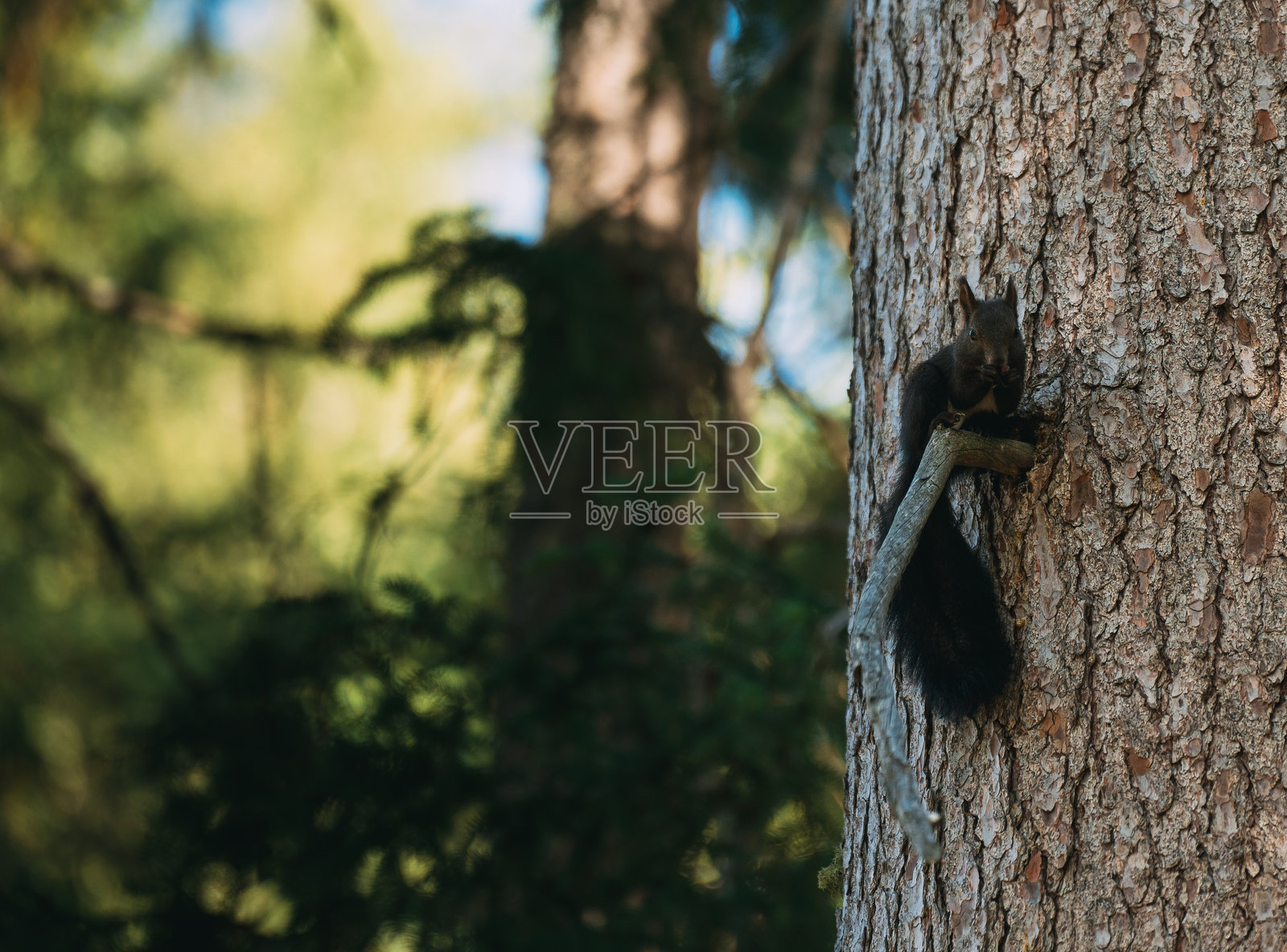 松鼠在森林栖息地的树枝上休息照片摄影图片