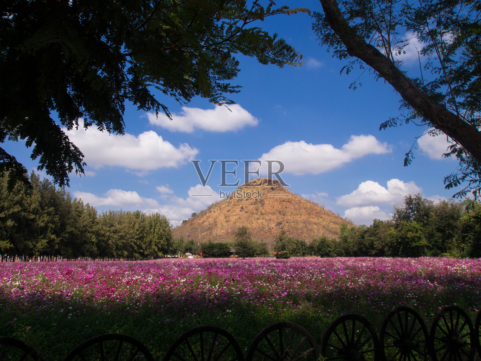 远眺群山的宇宙花海照片摄影图片