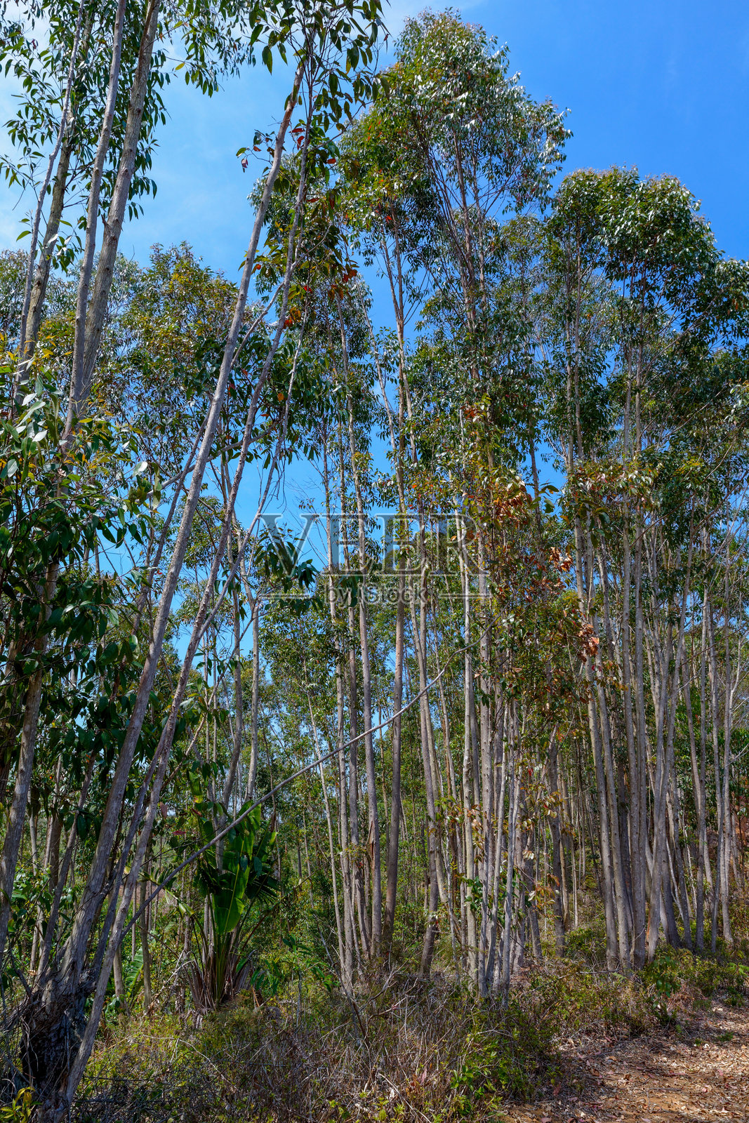 桉树林照片摄影图片