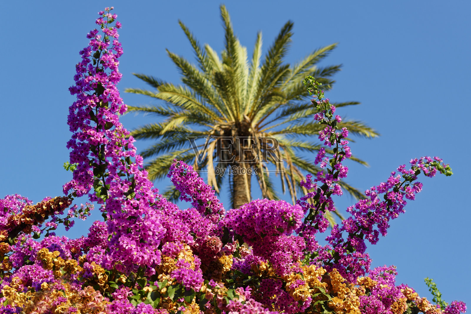 三角梅照片摄影图片