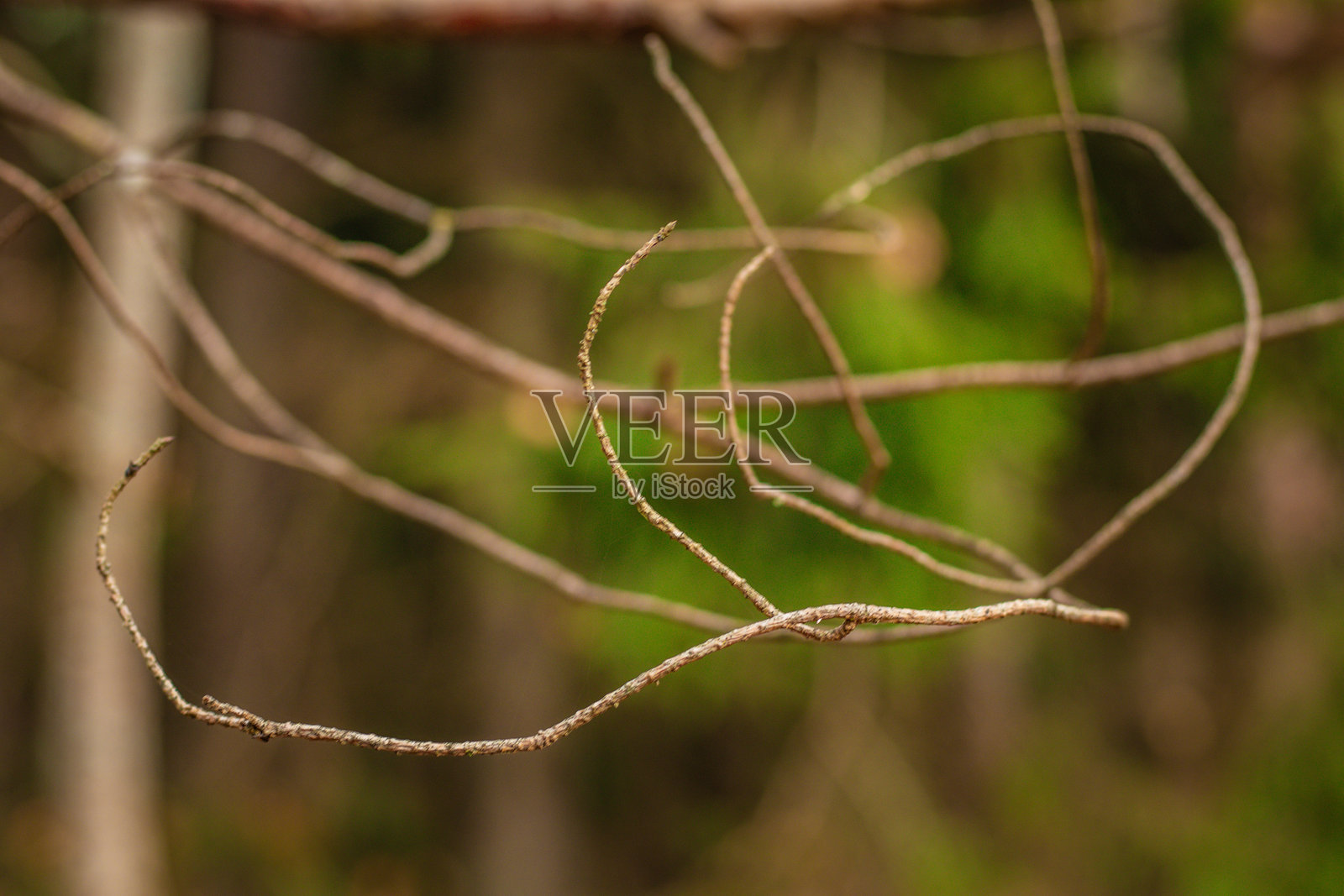细小枯干的松树枝特写照片摄影图片