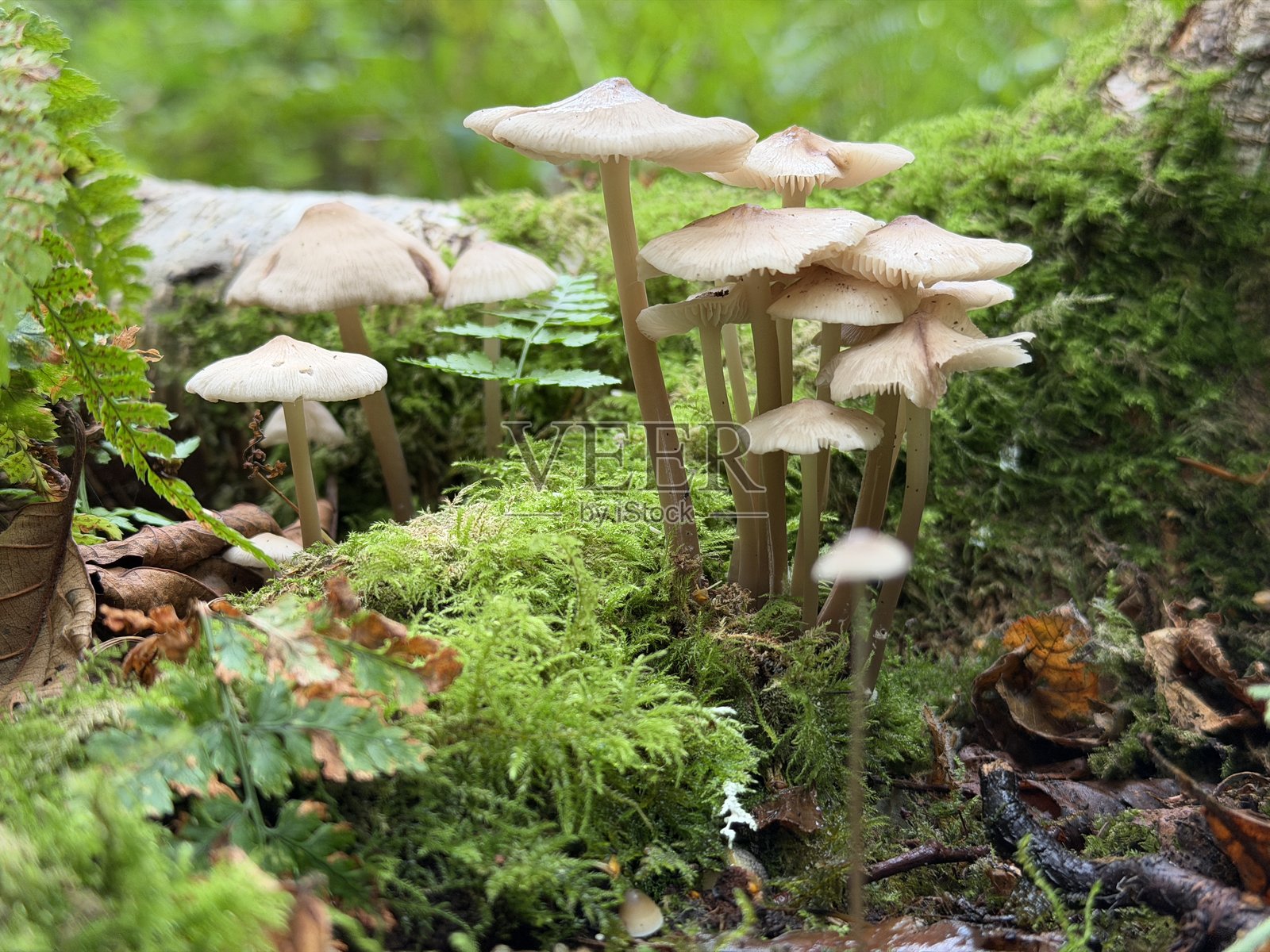 Mycena Galericulata (常见帽伞菌) 蘑菇照片摄影图片