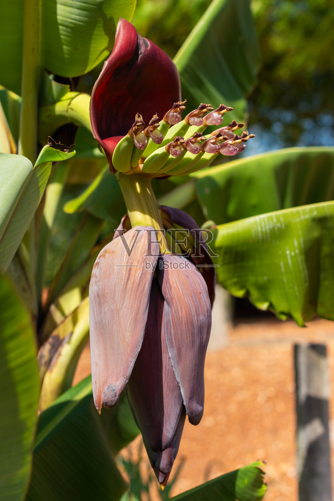 热带花园中自然绽放的香蕉花特写，充满活力的氛围照片摄影图片