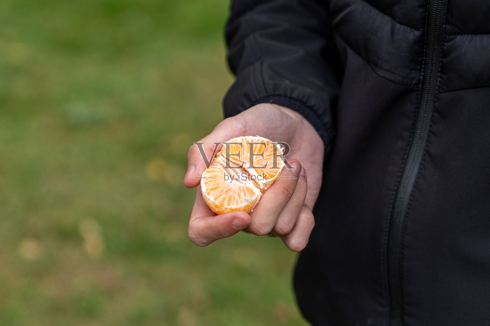 手拿着色彩鲜艳、新鲜的橘子，已剥皮并分成瓣，在自然环境中作为健康的零食选择照片摄影图片