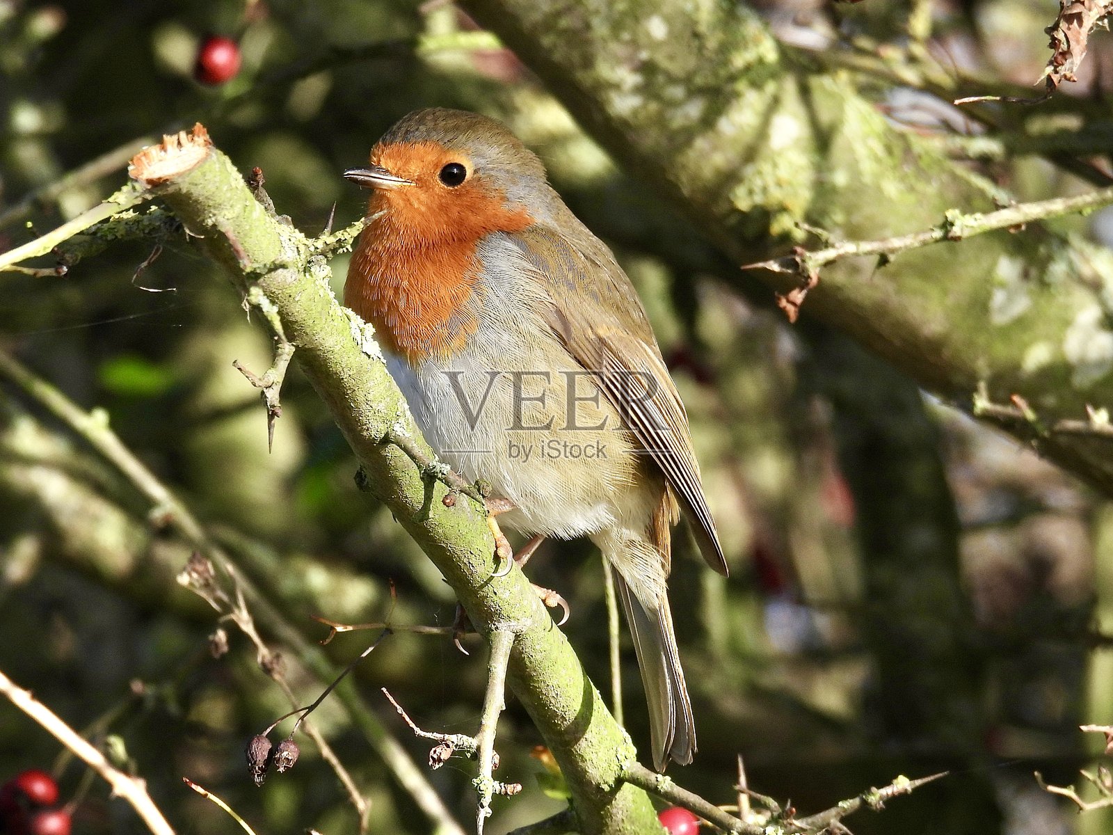欧洲知更鸟照片摄影图片