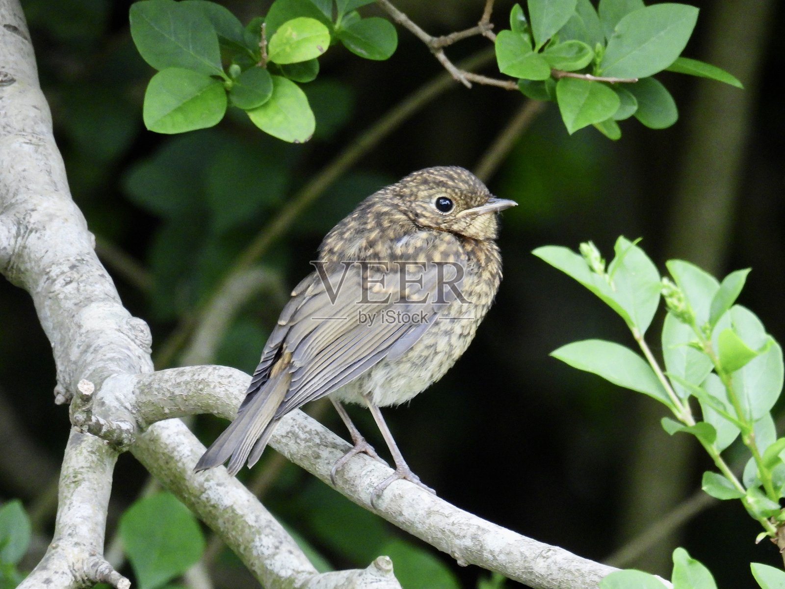 欧洲知更鸟幼鸟照片摄影图片