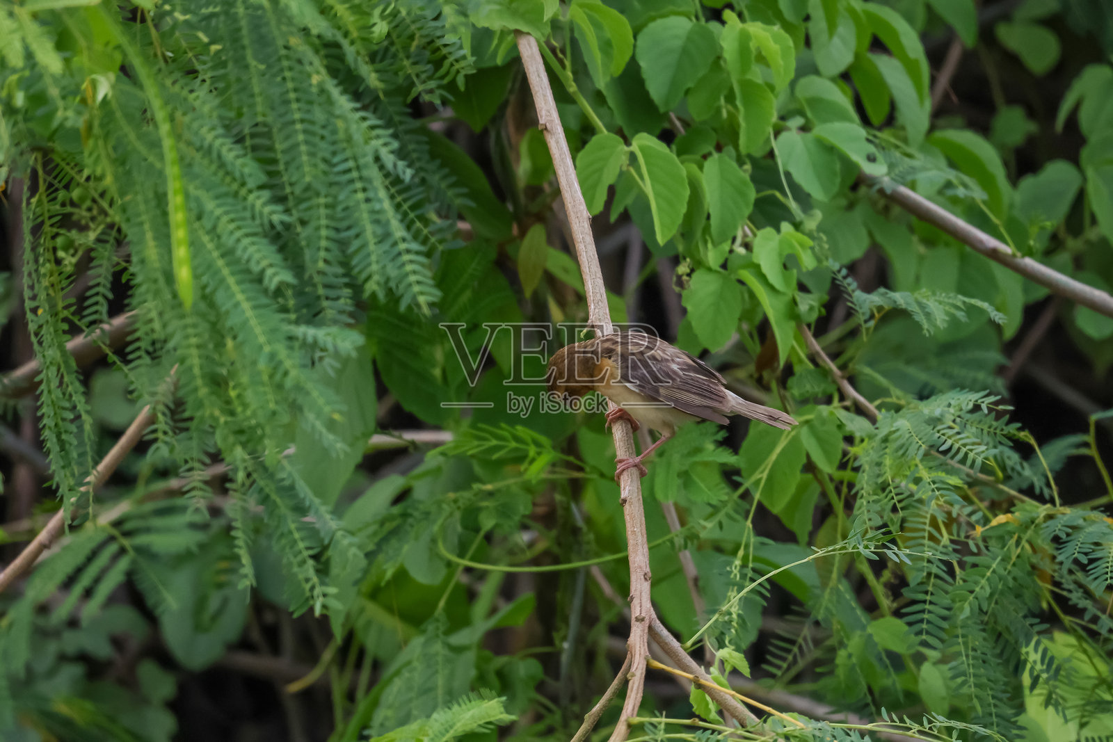 鸟儿在树上休息和停留照片摄影图片