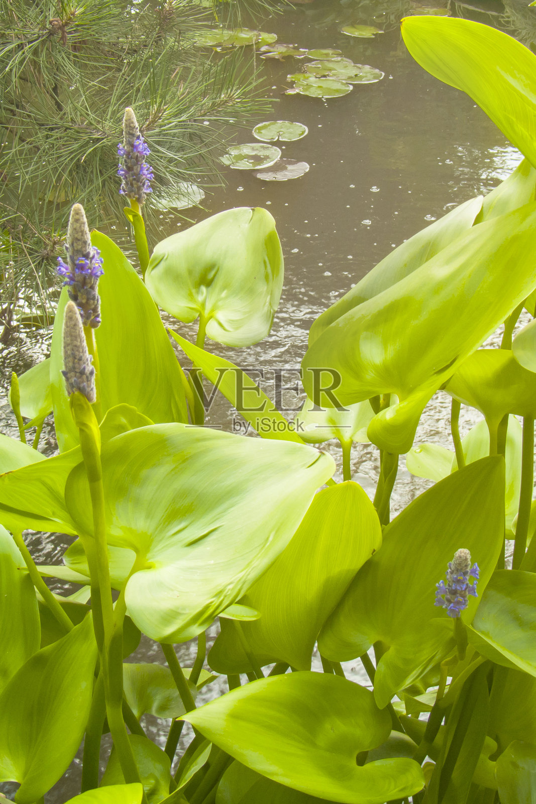 水生王国：夏季池塘中的曙 the pickerelweed、睡莲和松树照片摄影图片