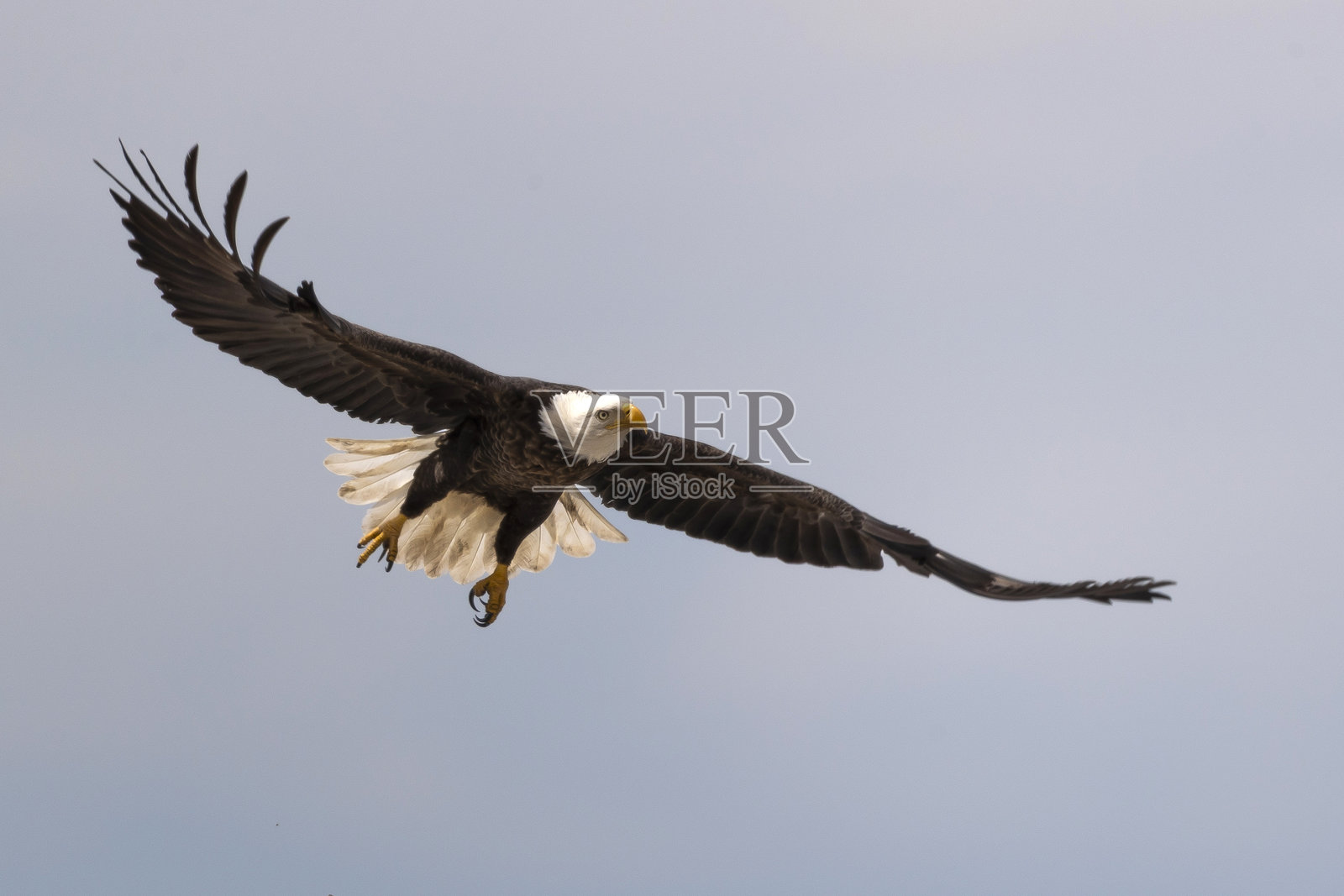 白头海雕照片摄影图片
