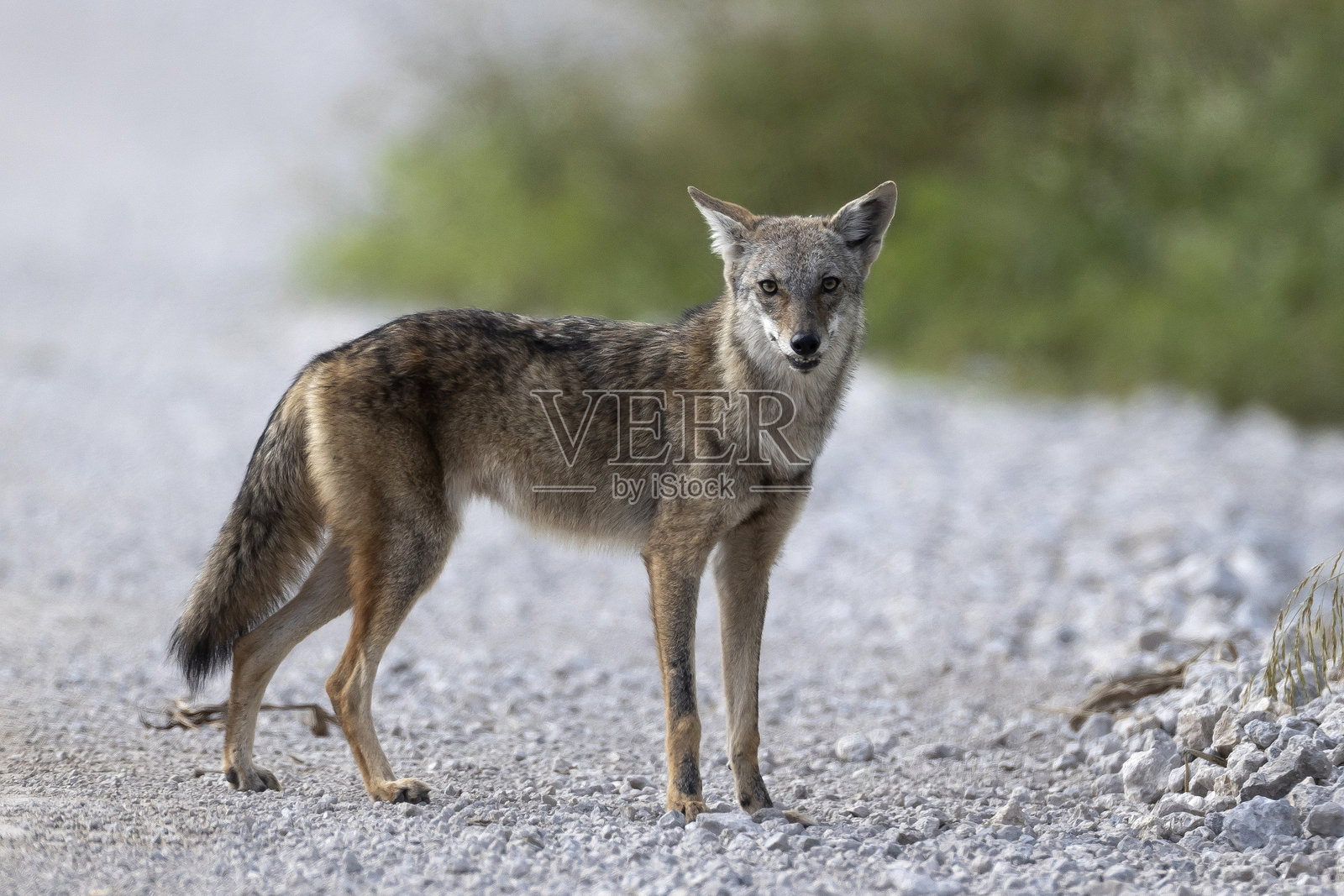 郊狼照片摄影图片