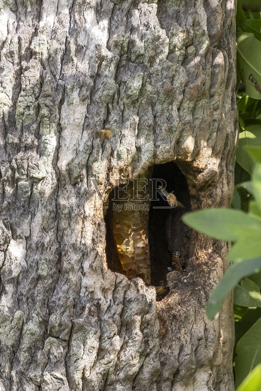 蜜蜂照片摄影图片