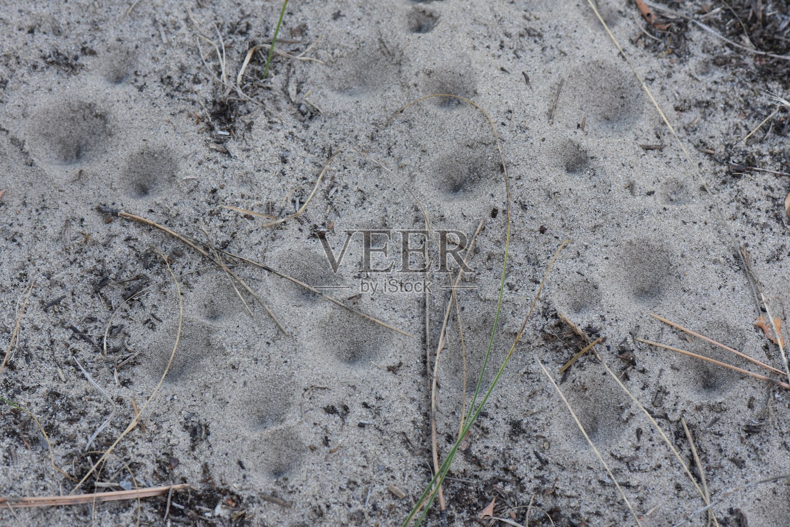 沙地蚂蚁狮特写，背景为沙子纹理。微距拍摄照片摄影图片