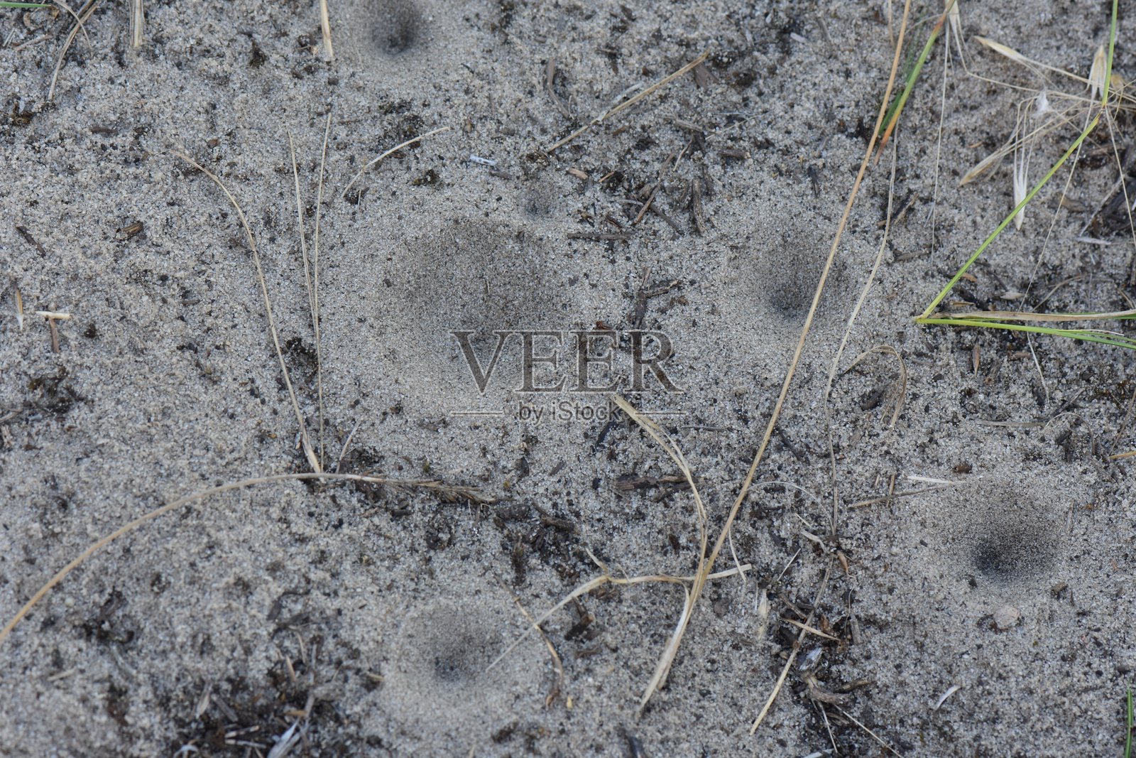 沙地蚂蚁狮昆虫，沙子纹理背景。微距拍摄照片摄影图片