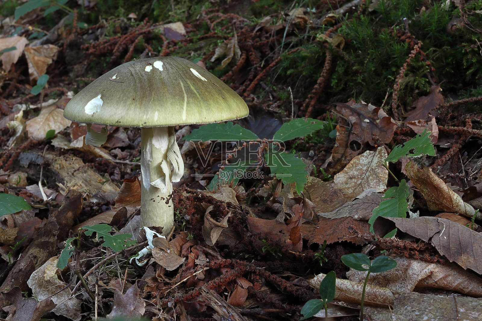 毒鹅膏，一种致命的毒蕈照片摄影图片