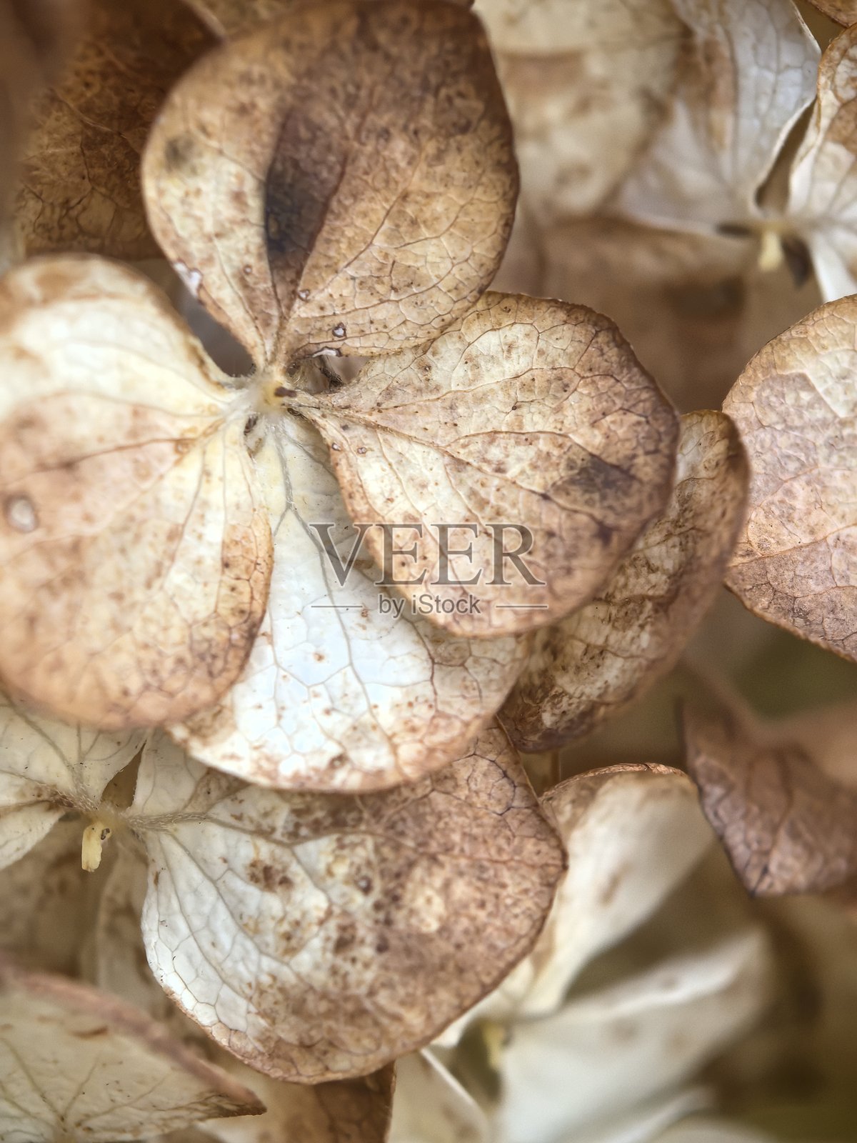 绣球花微距摄影，花卉纹理，花朵特写，自然纹理，背景照片，精美背景照片，秋季，秋季美学，干花，花束照片摄影图片