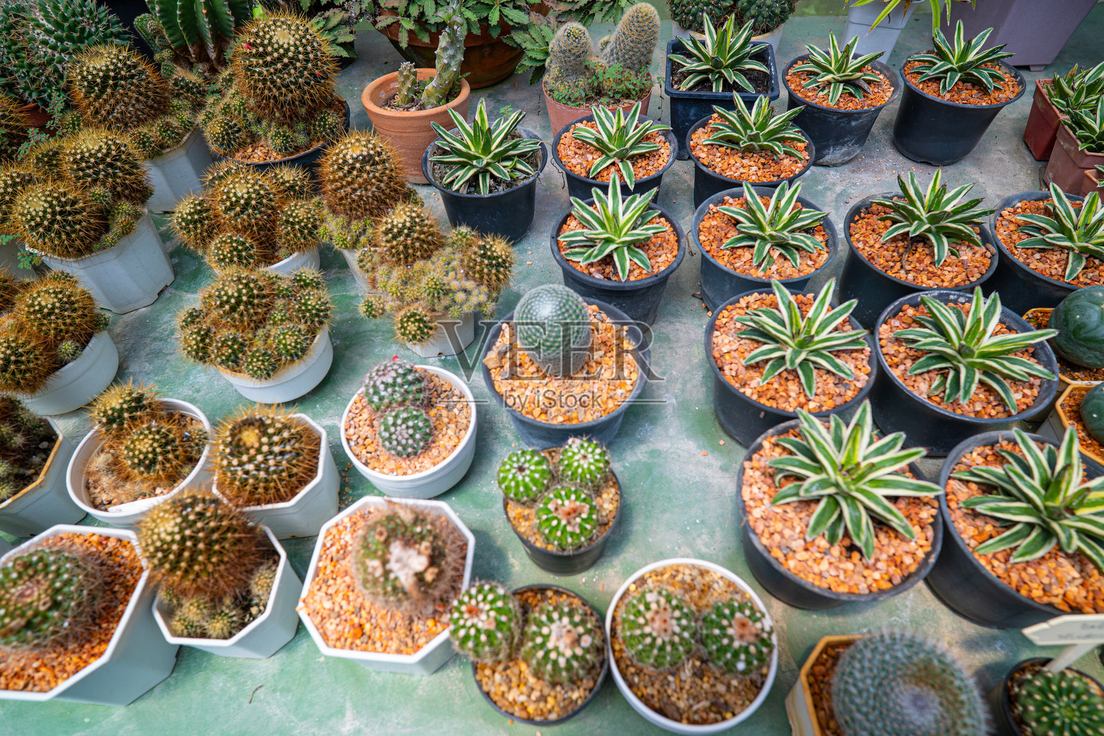 户外植物仙人掌种植农场照片摄影图片