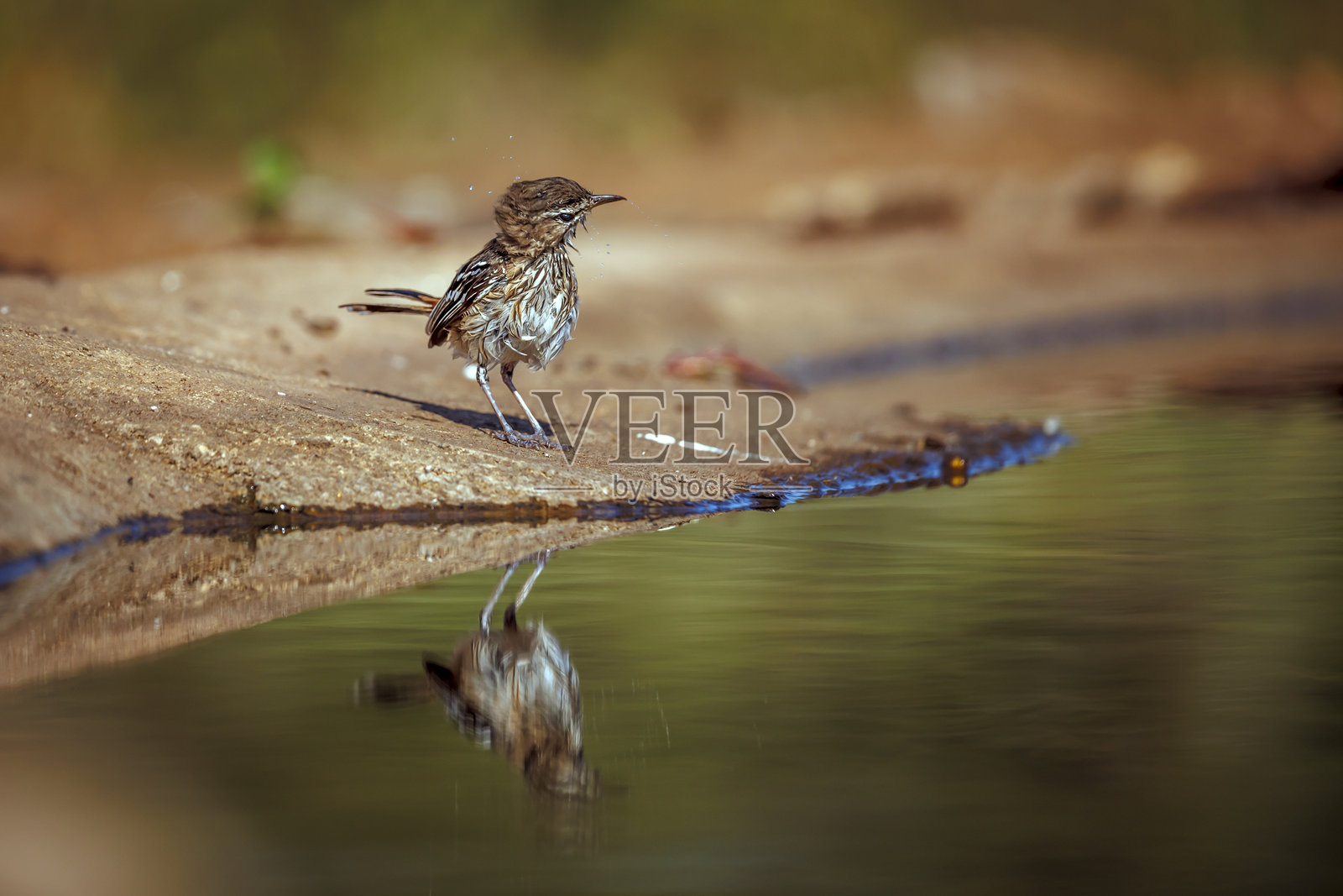 南非大克鲁格国家公园的红背灌丛鵐鶲照片摄影图片