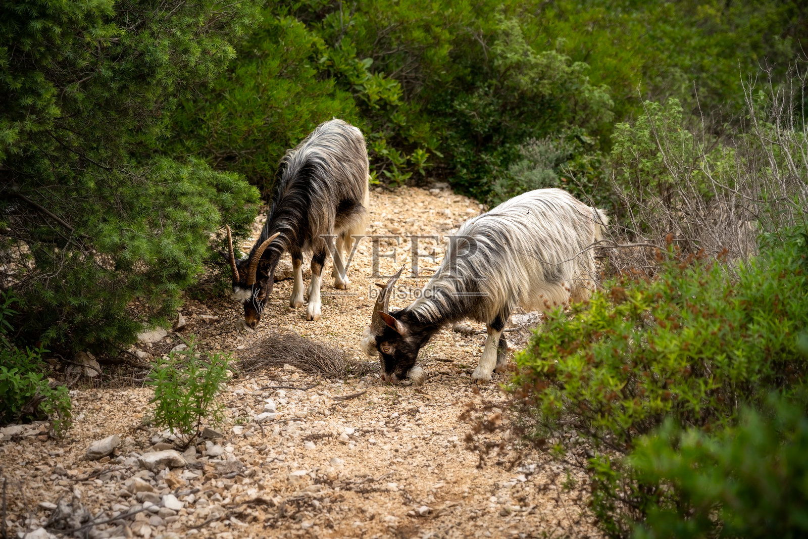 家养山羊在绿草中吃草。当地的萨尔达羊品种分布在撒丁岛的山区。意大利撒丁岛。照片摄影图片