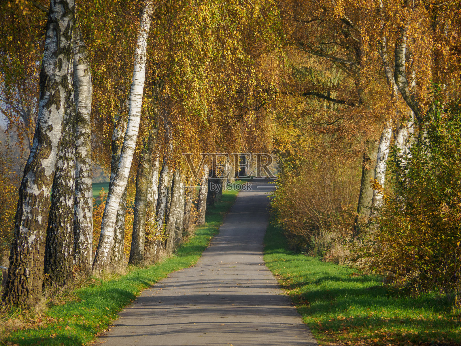 明媚的秋日，在明斯特兰西部靠近博肯的地区照片摄影图片
