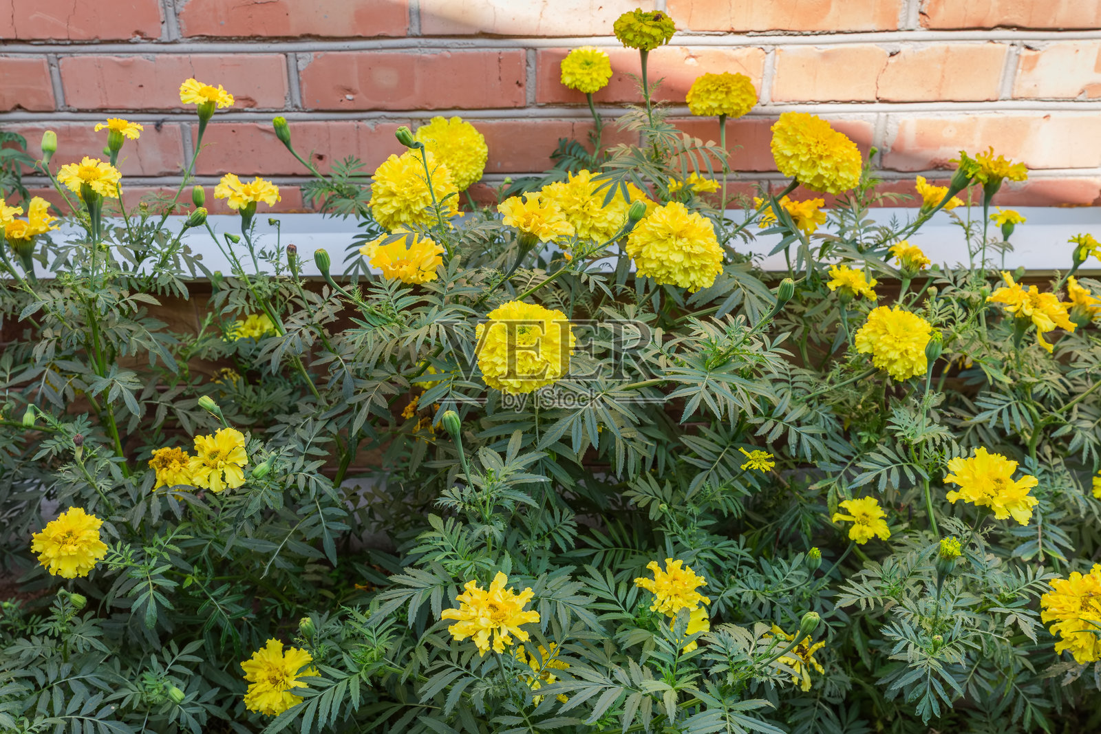 黄色的墨西哥万寿菊花在砖墙边生长照片摄影图片