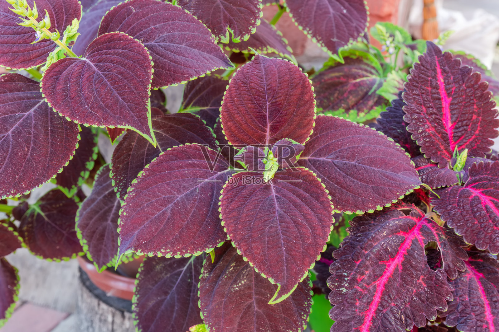 带有斑驳酒红色叶子的栽培彩叶草灌木照片摄影图片