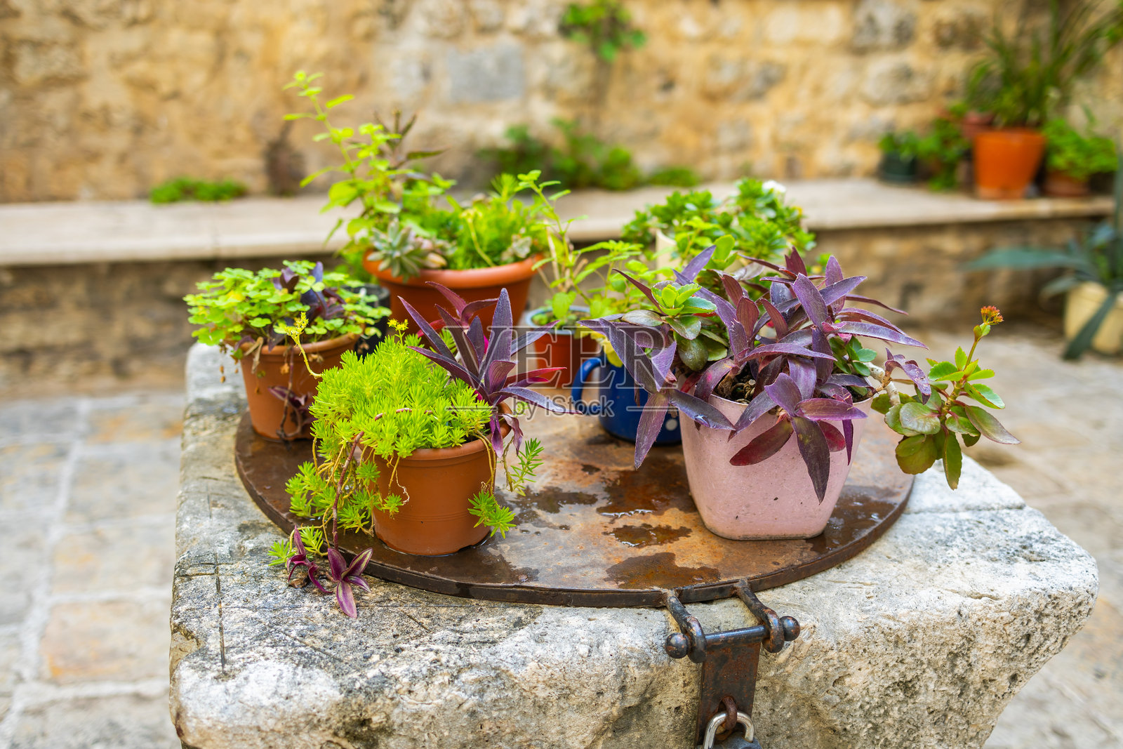 石面上的各种盆栽植物特写。地中海庭院绿植，休闲花园布置，质朴生活细节。照片摄影图片