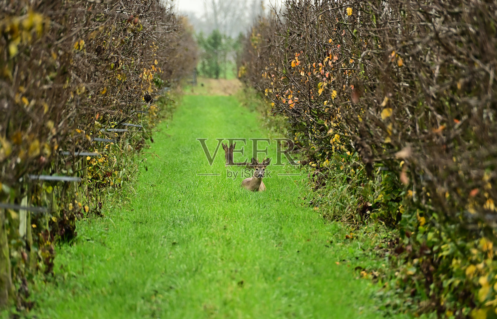 通道的守护者：初冬时节，两只 Roe 鹿在弗伦果园的行间驻足照片摄影图片