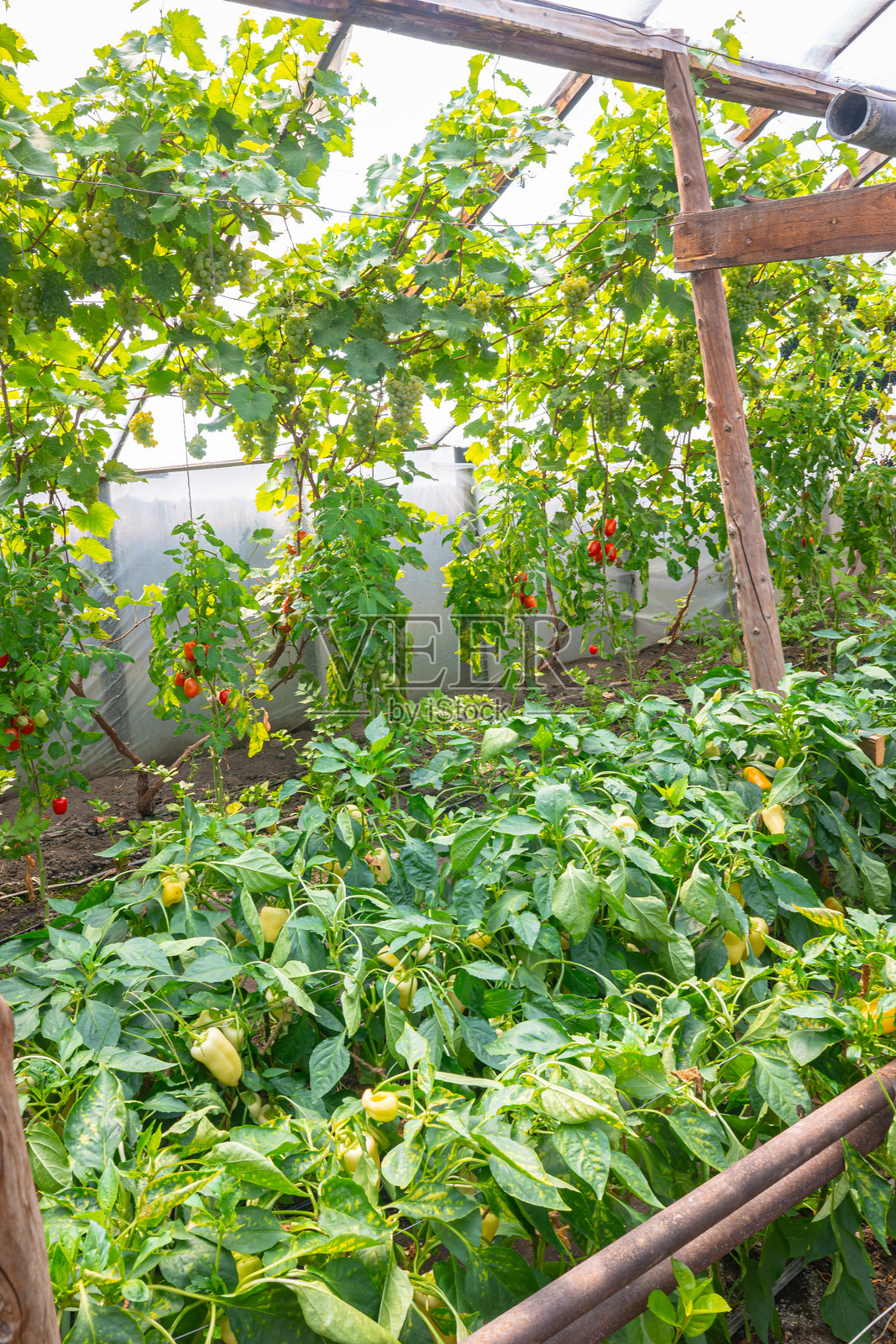 温室里的番茄和辣椒花园，有攀爬藤蔓和木质支撑结构照片摄影图片