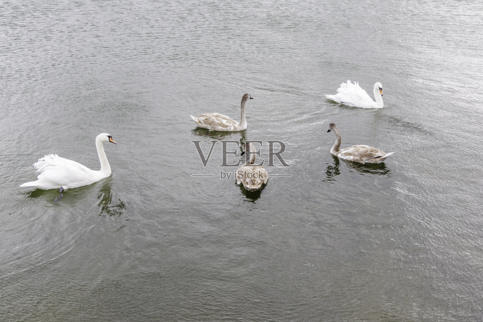 浑浊水面上的两只天鹅和三只幼 Swan照片摄影图片