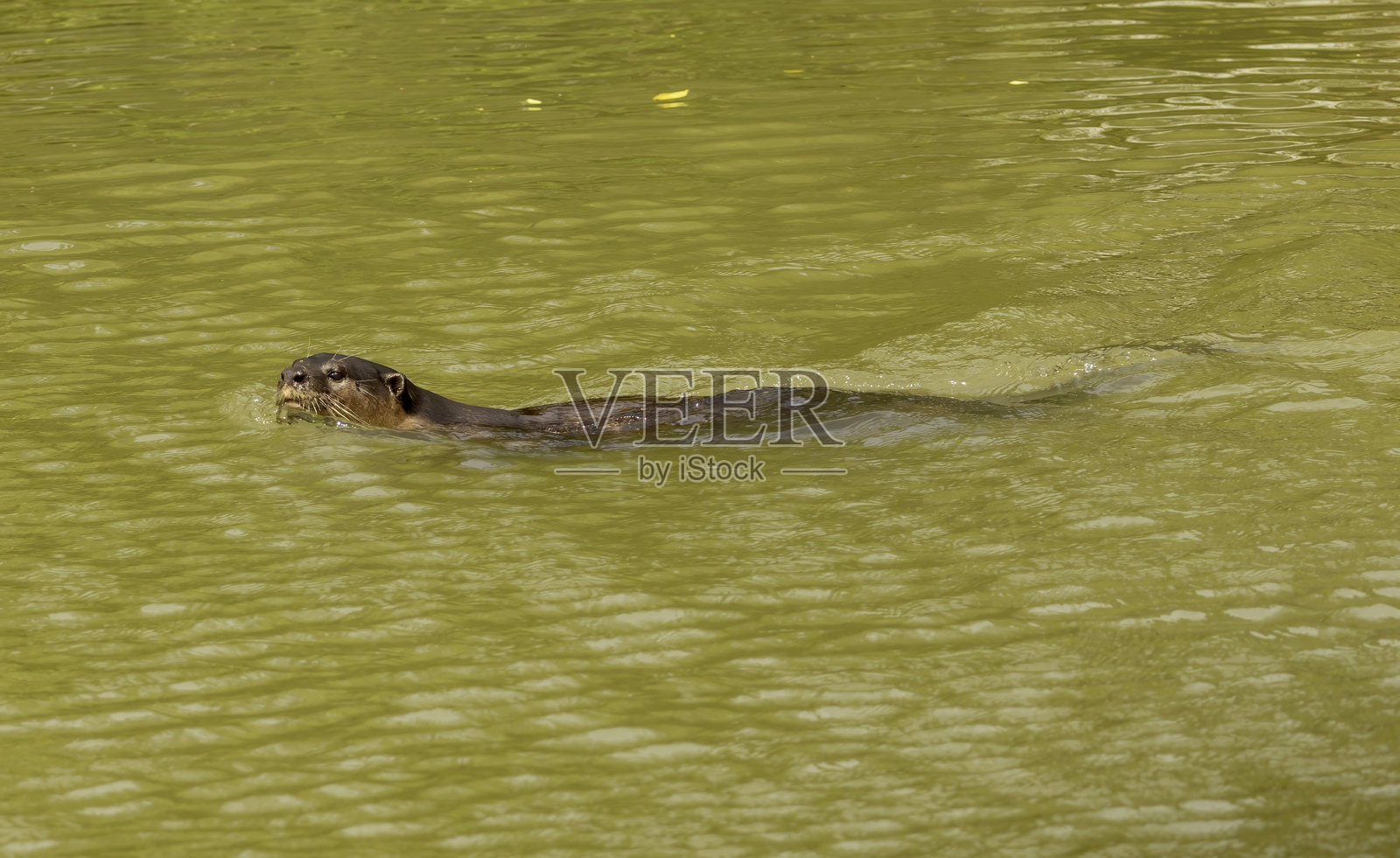 新加坡水獭照片摄影图片