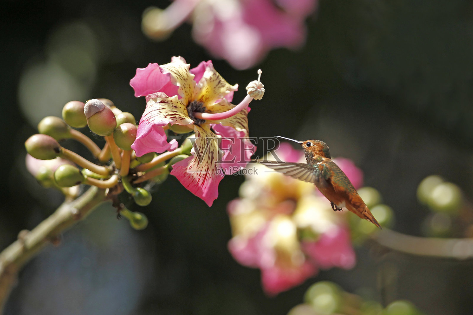 蜂鸟照片摄影图片
