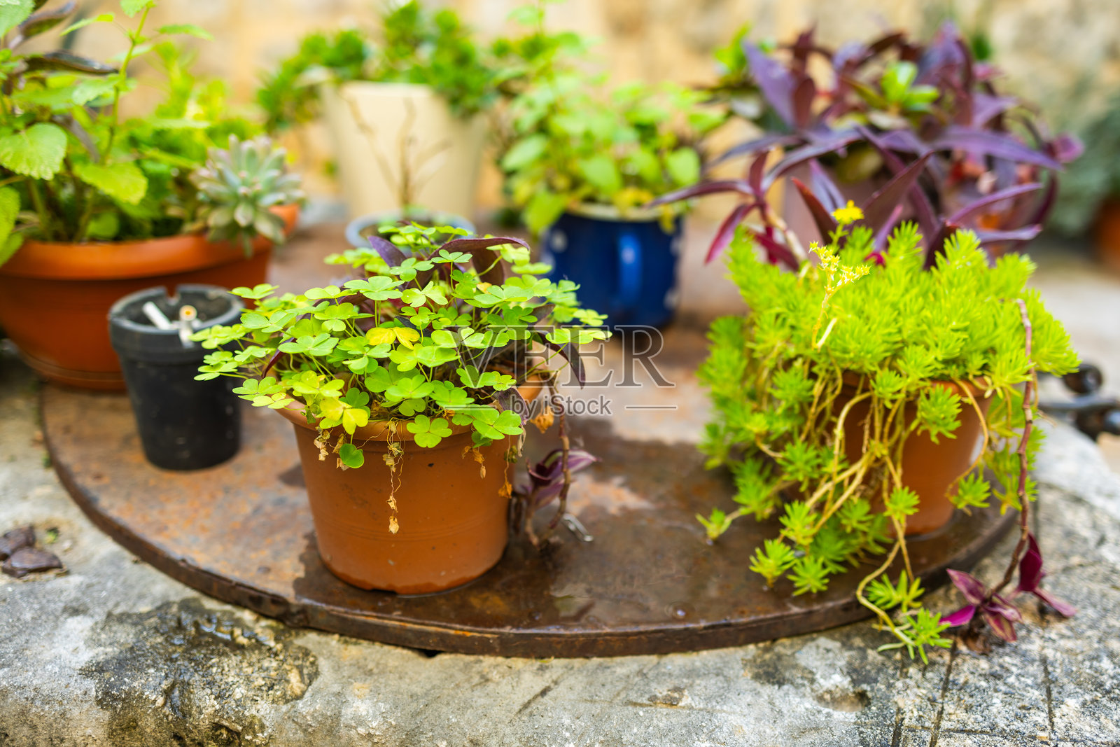 石质台面上的各式盆栽特写。地中海庭院绿植，休闲花园布置，乡村生活细节。照片摄影图片