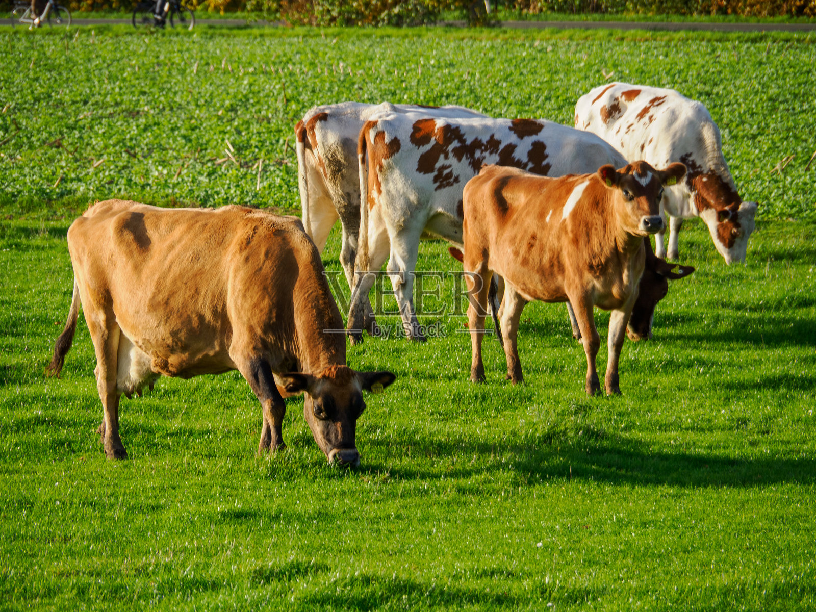 博肯附近明斯特兰西部阳光明媚的秋日照片摄影图片