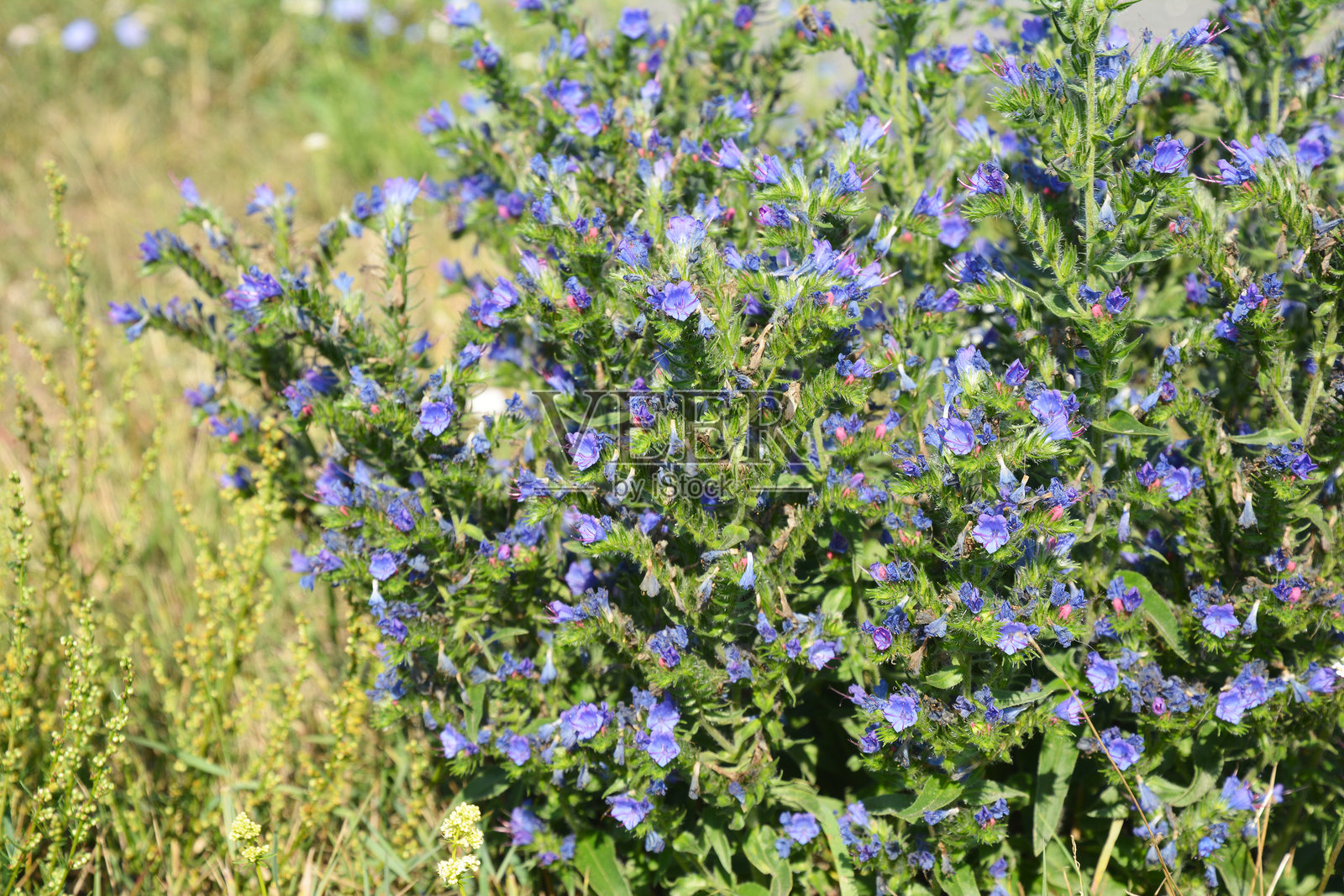 盛开的蓝蓟（Echium vulgare）草甸蜜源植物照片摄影图片