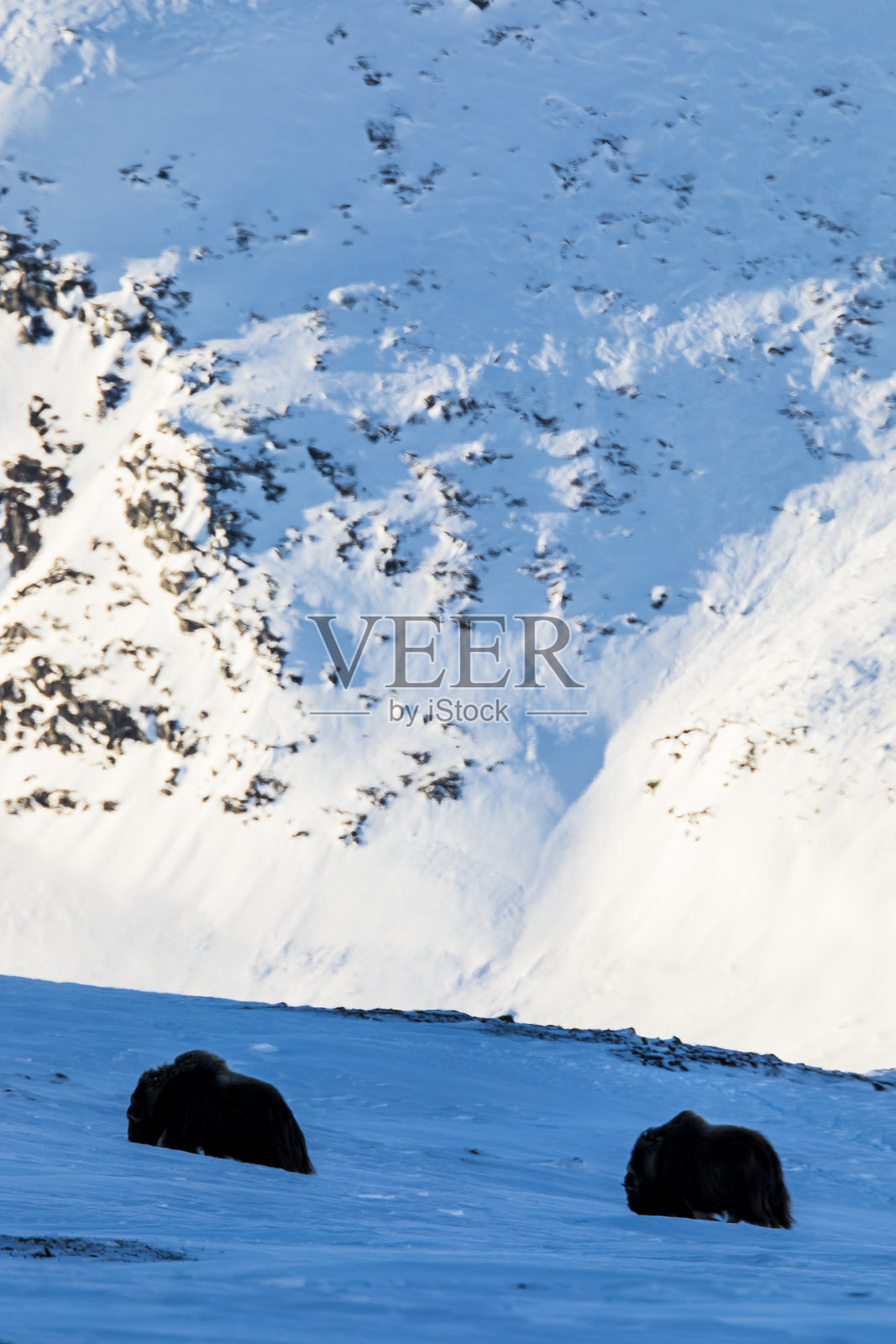 挪威多夫雷国家公园的麝牛照片摄影图片